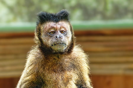 brown monkey thumbnail