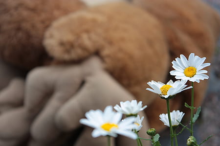 nature, flowers, plant, flora thumbnail