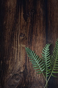 three green leaves on brown surface thumbnail
