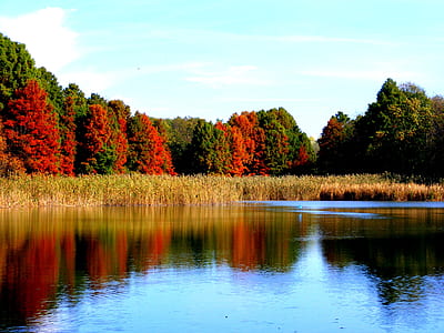 reflection photography of trees thumbnail