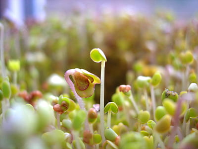 close up photography of plants thumbnail