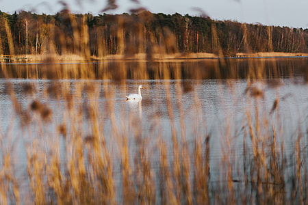 A walk by the lake thumbnail