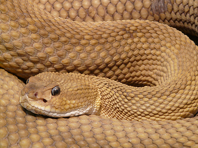 closeup photo of brown snake thumbnail