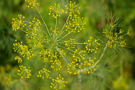 green flowers thumbnail