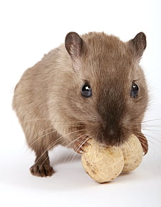 brown hamster gnawing on two nuts thumbnail