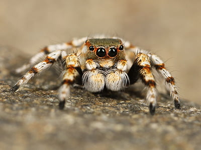brown spider thumbnail