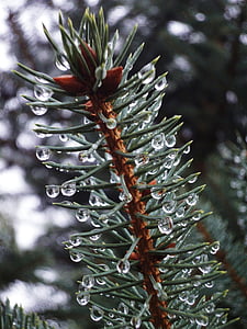 green-leafed tree thumbnail