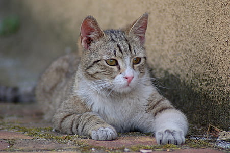 brown tabby cat lying on wall thumbnail