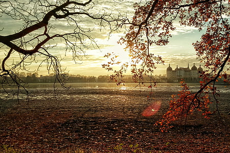 silhouette bare tree photo during sunset thumbnail