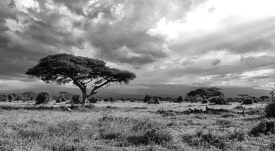 trees on grass field thumbnail