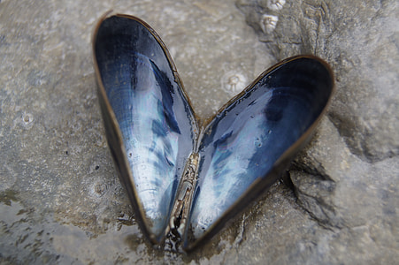 blue and black sea shell thumbnail