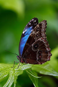 close-up photograph of Morpho butterfly thumbnail