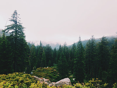 trees surrounded by fog thumbnail
