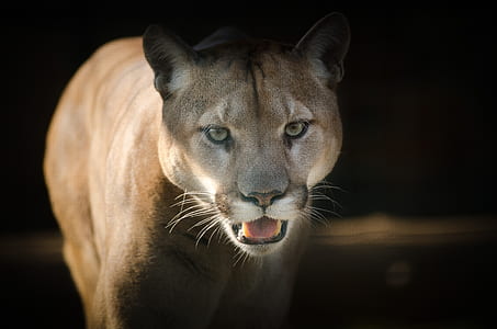 macro shot photography of cougar thumbnail