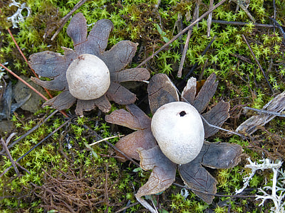 Astraeus Hygrometricus, Star Of Earth thumbnail