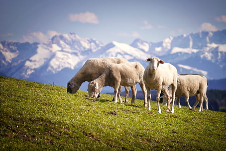four sheeps on grass fields thumbnail