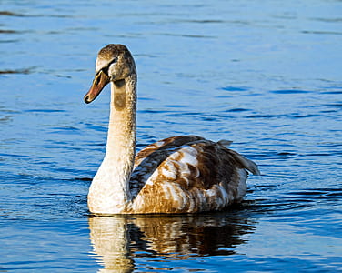 white and brown goose on water thumbnail