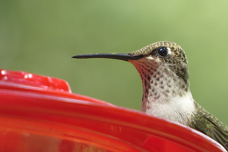 macro shot of gray and white humming bird thumbnail