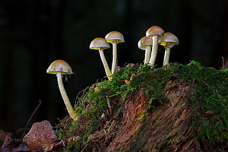 white mushroom blooms on moss close-up photography thumbnail