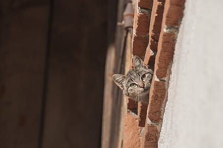 brown cat thumbnail