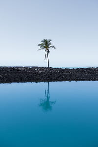 photo of palm tree near body of water during daytime thumbnail