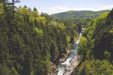 river between forest thumbnail
