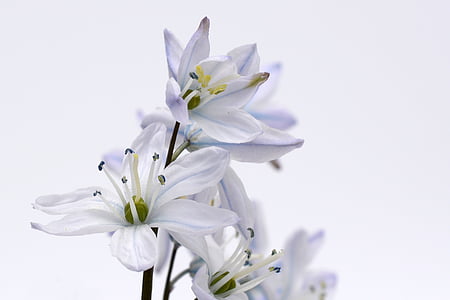 white petaled flowers in closeup photography thumbnail