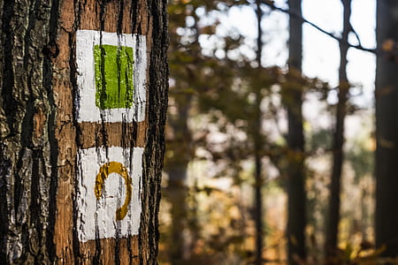 Brown Tree thumbnail