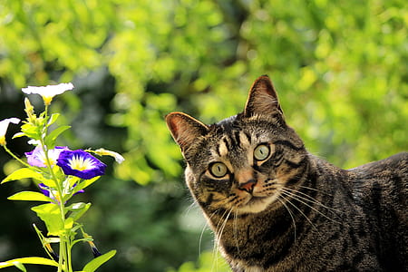 cat in selective focus photography thumbnail