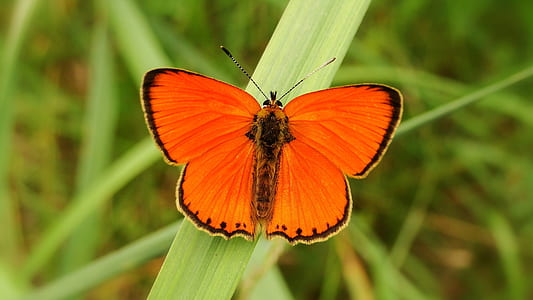 macro photography common orange butterfly thumbnail