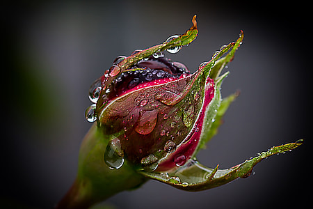 red and green flower thumbnail