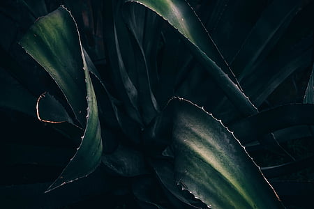 green succulent plant thumbnail