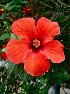 red petaled flower during daytime thumbnail