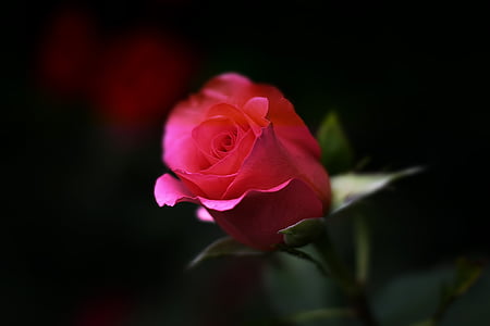 red rose with green leaves thumbnail
