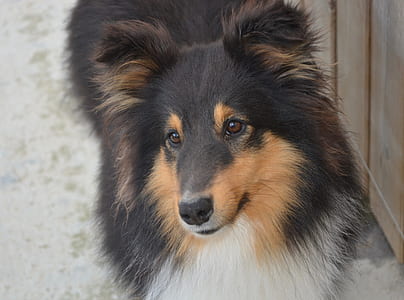 Shetland sheepdog standing beside wall thumbnail
