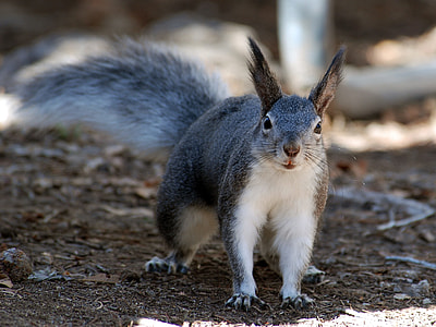 gray and white squirrel thumbnail