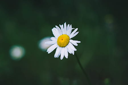selective focus photography of white petaled flower close-up photo thumbnail
