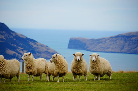 five brown sheeps at daytime thumbnail