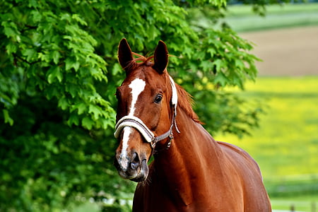 selective focus photography of brown horse thumbnail