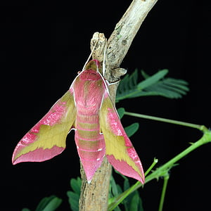 elephant sphinx moth perching on brown twig in close-up photography thumbnail