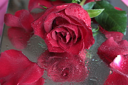 red rose flower on glass surface thumbnail