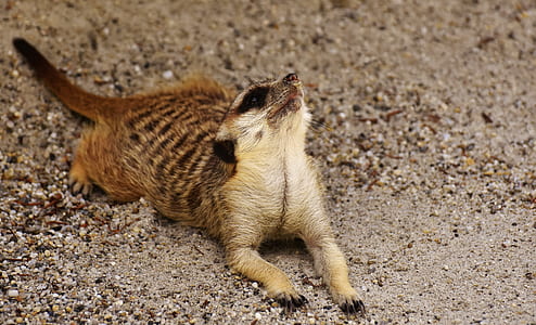 meercat lying on sand thumbnail