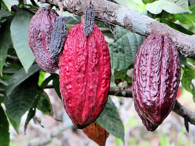 shallow focus photography of fruits on tree branch thumbnail