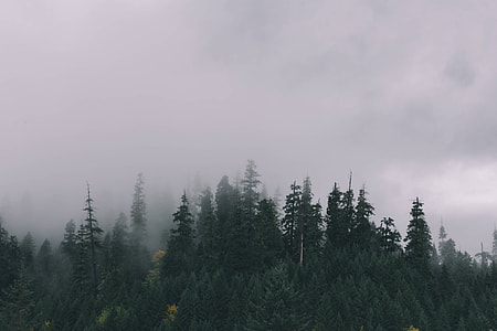 landscape photography of green pine trees covered with fog during day time thumbnail
