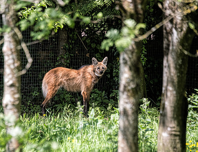 red fox standing on grass field thumbnail