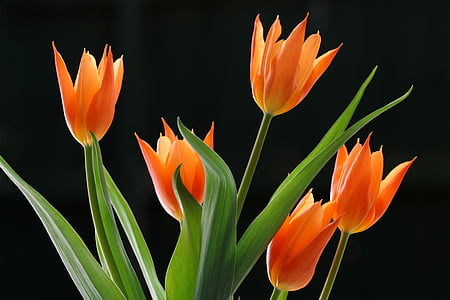 photo of orange petaled flowers thumbnail