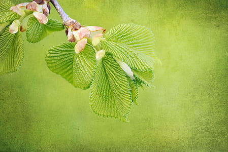 green leafed plant thumbnail