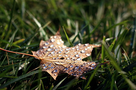 brown maple leaf with water droplets thumbnail
