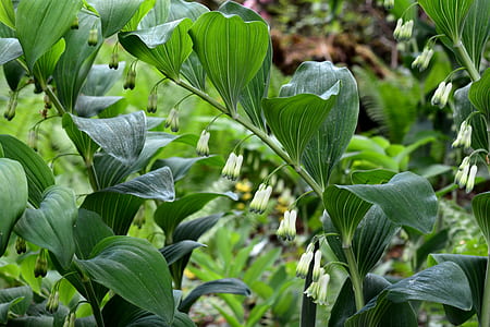 selective focus photography of green leafed plant thumbnail