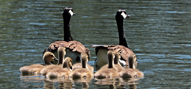 two Canada Geese with ducklings on body of water during daytime thumbnail